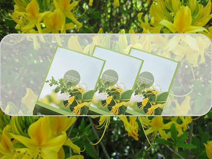 Honeysuckle Scented Sachets Pack of 6, Spring and Summer - Image 4